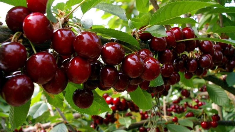 Fruchtfolge im Garten: Was kann neben schwarzen Johannisbeeren gepflanzt werden?