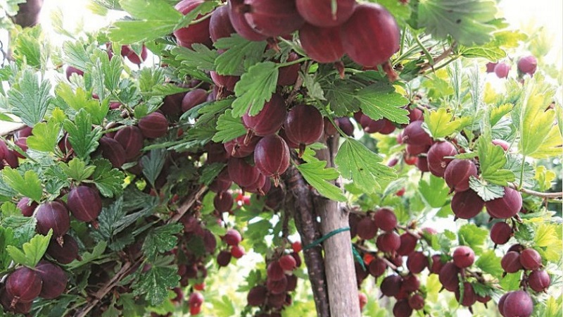 Süße Stachelbeere mit dunkelrotem Hinnonmaki-Rot