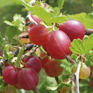 Süße Stachelbeere mit dunkelrotem Hinnonmaki-Rot