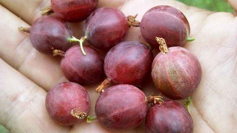 Süße Stachelbeere mit dunkelrotem Hinnonmaki-Rot