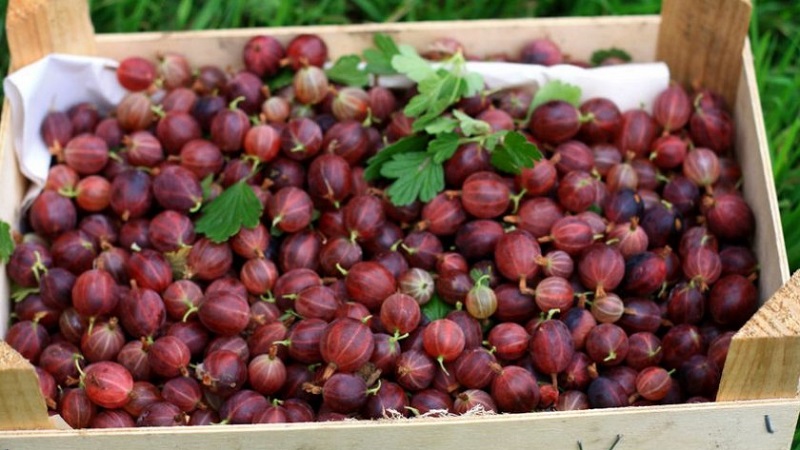 Süße Stachelbeere mit dunkelrotem Hinnonmaki-Rot