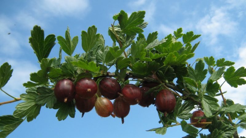 Mittlere frühe ertragreiche Stachelbeersorte Kolobok