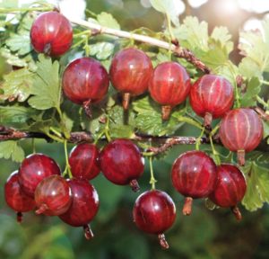 Mittlere frühe ertragreiche Stachelbeersorte Kolobok