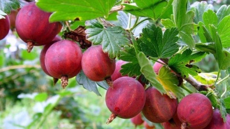 Mittlere frühe ertragreiche Stachelbeersorte Kolobok