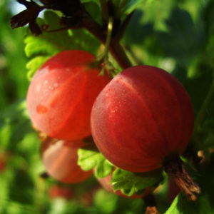 Mittlere frühe ertragreiche Stachelbeersorte Kolobok