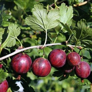 Mittlere frühe ertragreiche Stachelbeersorte Kolobok