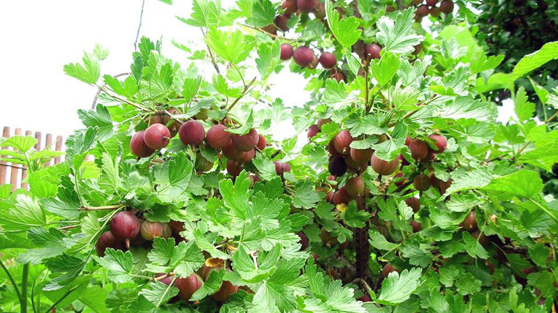 Günstige Bedingungen für den Anbau von Beeren: Welche Art von Bodenstachelbeeren mögen und wie man sie richtig anreichert