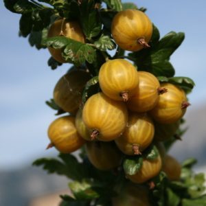 Mittlere frühe Stachelbeersorte Honig