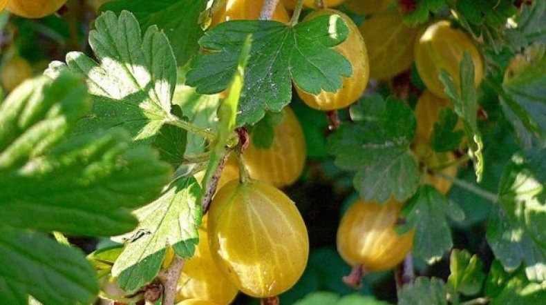 Mittlere frühe Stachelbeersorte Honig