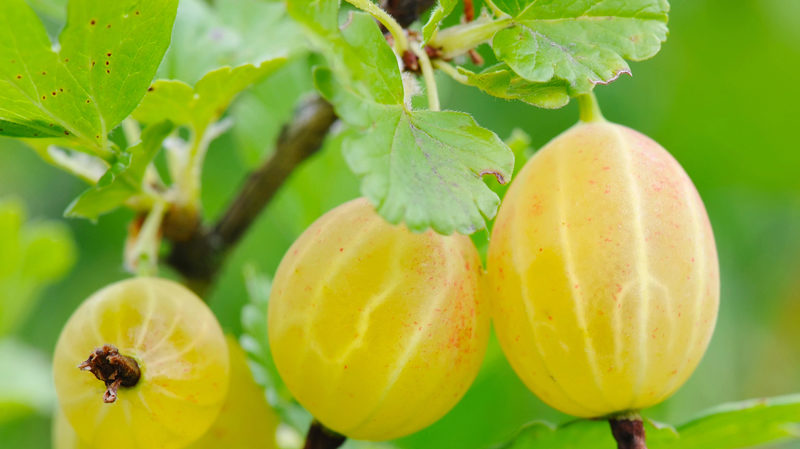 Mittlere frühe Stachelbeersorte Honig