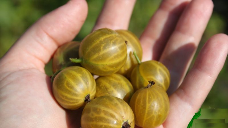 Mittlere frühe Stachelbeersorte Honig