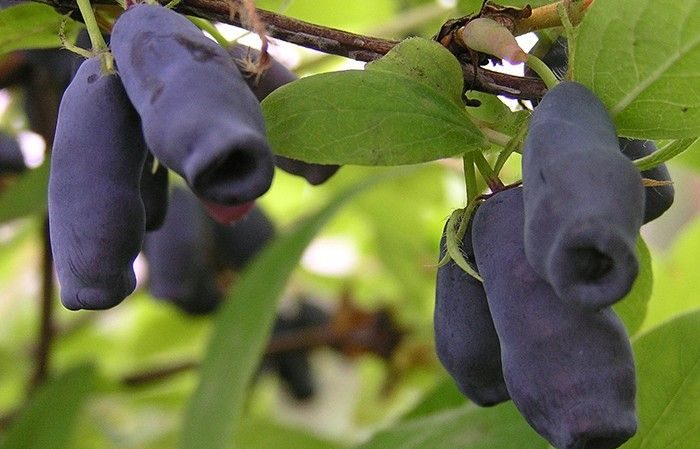 Frostbeständige, früh reifende Geißblatt-Sorte Lakomka