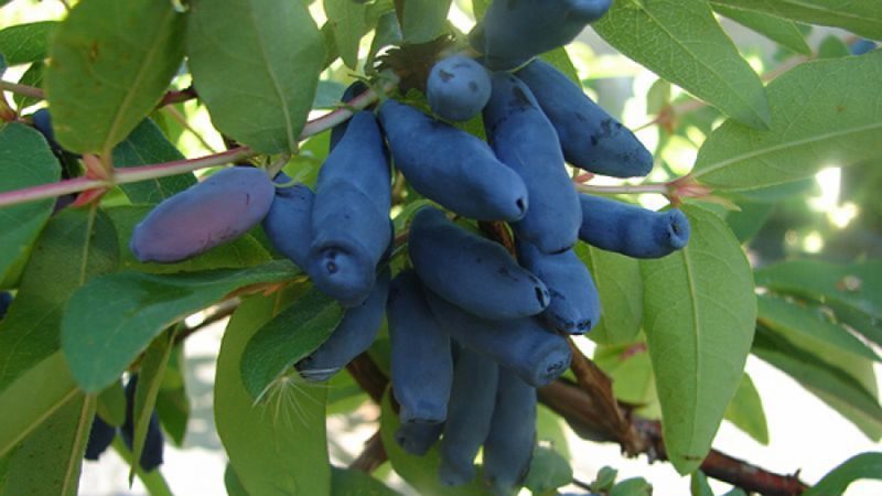 Hochertragreiche, frostbeständige Geißblatt-Sorte Tomichka