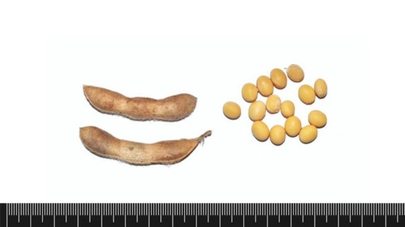 Merkmale und Beschreibung der Vorsicht bei Sojabohnen