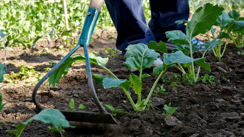 Mittlere späte Sorte von Dobrovodskaya-Kohl