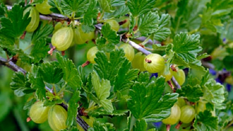 Mittlere frühe Stachelbeersorte mit hoher Winterhärte Hinnonmaki Green