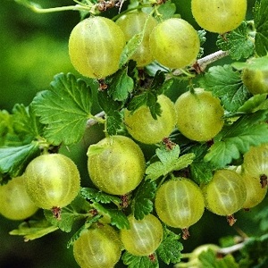 Mittlere frühe Stachelbeersorte mit hoher Winterhärte Hinnonmaki Green