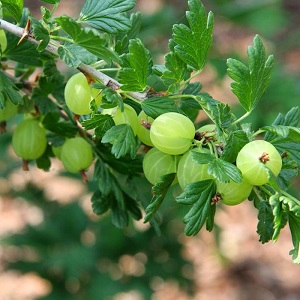 Mittlere frühe Stachelbeersorte mit hoher Winterhärte Hinnonmaki Green