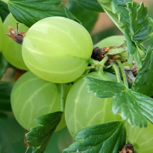 Mittlere frühe Stachelbeersorte mit hoher Winterhärte Hinnonmaki Green