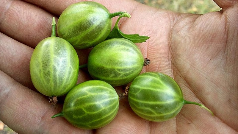 Sorten und Merkmale des Anbaus von Stachelbeeren ohne Dornen