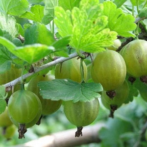 Mittelfrühe grüne Stachelbeersorte Malachit