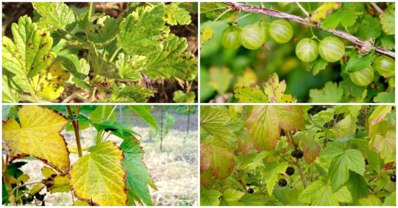 Fruchtfolge im Garten: Was kann neben schwarzen Johannisbeeren gepflanzt werden?