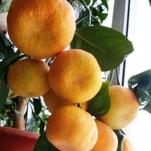 Wachsende Unshiu Mandarin zu Hause