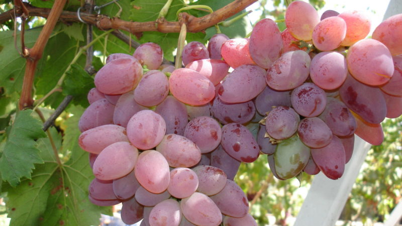 Rote Rosentrauben-Hybride - Merkmale der Pflege und des Anbaus