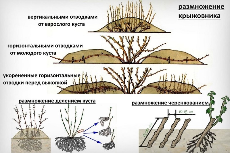 Köstliche, große und erntbare Stachelbeersorte Ural-Trauben