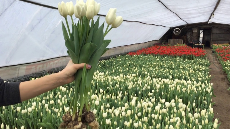 Wie man Tulpen bis zum 8. März züchtet