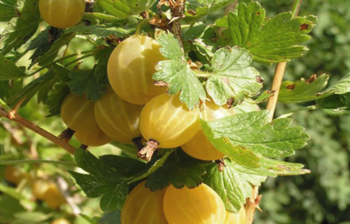 Frühreife Stachelbeersorte Dzintars Kursu