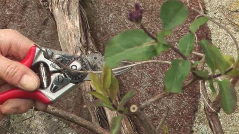 Frostbeständige Sorte Pavlovskaya Geißblatt mit großen süßen Beeren