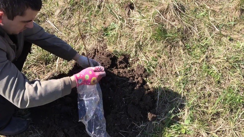 Frostbeständige Sorte Pawlowskaja Geißblatt mit großen süßen Beeren