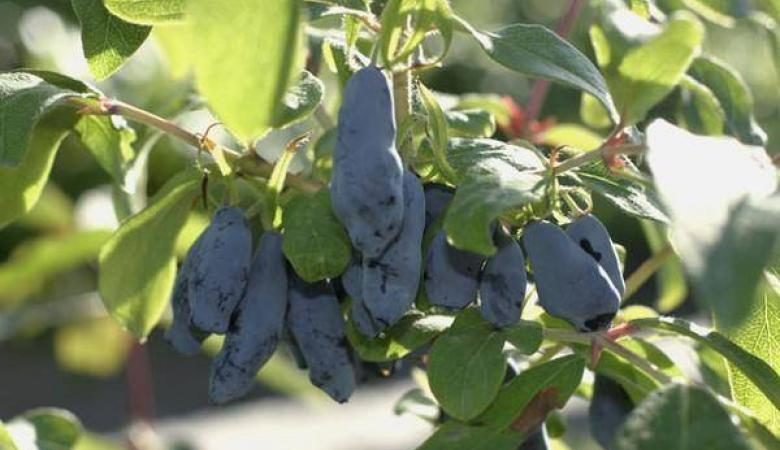 Frostbeständige Sorte Pawlowskaja Geißblatt mit großen süßen Beeren