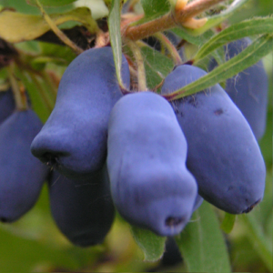 Frostbeständige Sorte Pavlovskaya Geißblatt mit großen süßen Beeren