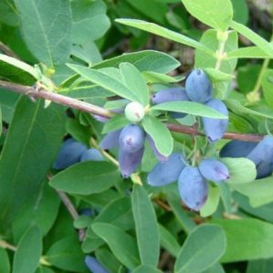 Frostbeständige Sorte Pavlovskaya Geißblatt mit großen süßen Beeren