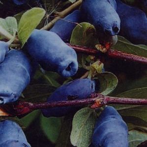 Eine große, früh reifende Sorte essbarer Geißblatt-Meise