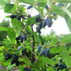 Geißblatt in der Region Moskau pflanzen und pflegen