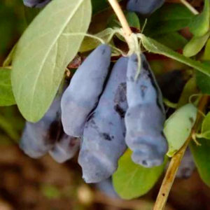 Frühes reifes Geißblatt Blaue Klippe