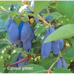 Frühes reifes Geißblatt Blaue Klippe