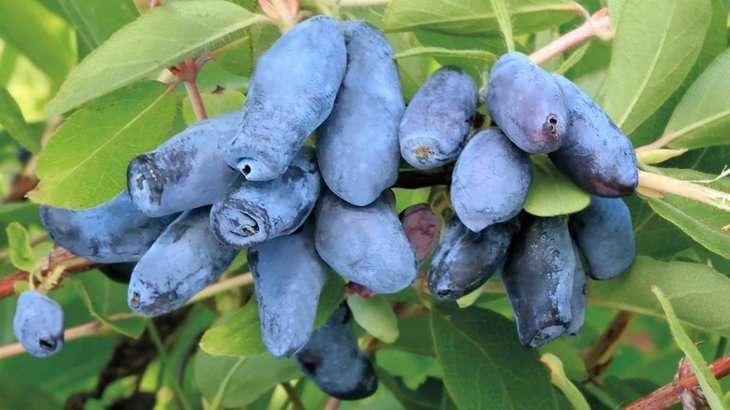 Frühes reifes Geißblatt Blaue Klippe