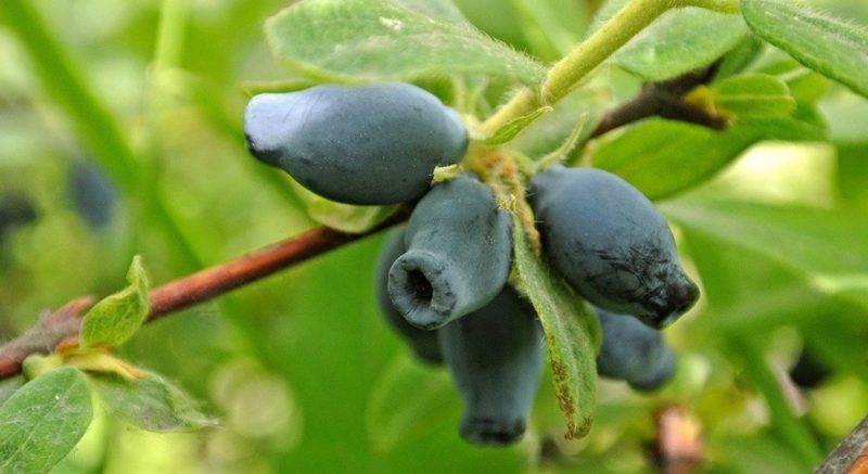 Essbare süße Sorte Erdbeer-Geißblatt mit erstaunlichem Geschmack und Aroma