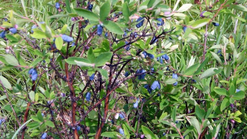 Produktivitätsvielfalt von Malvinas Geißblatt mit süß-sauren Beeren ohne Bitterkeit