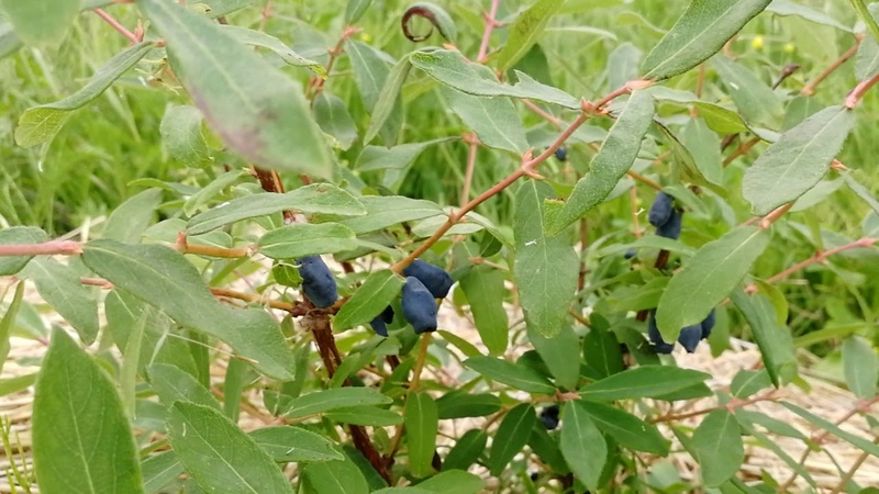 Produktivitätsvielfalt von Malvinas Geißblatt mit süß-sauren Beeren ohne Bitterkeit