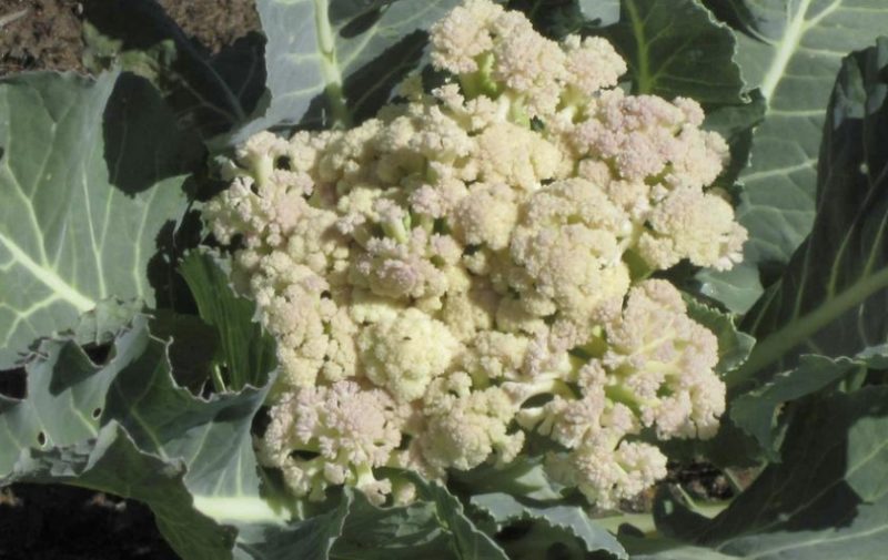 Wenn Blumenkohl geblüht hat, was tun und damit essen?