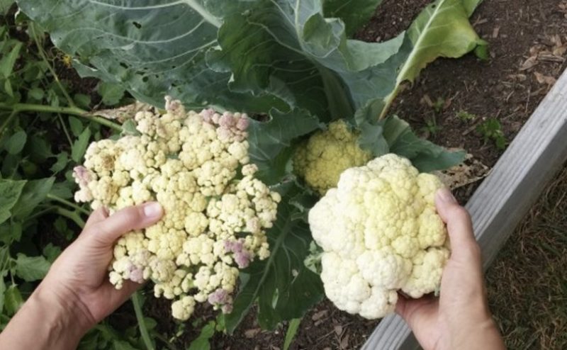 Wenn Blumenkohl geblüht hat, was tun und damit essen?