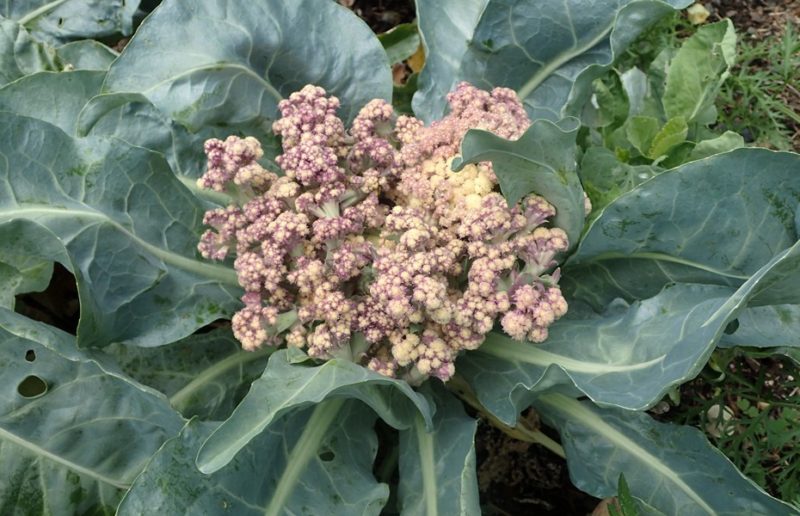 Wenn Blumenkohl geblüht hat, was tun und damit essen?