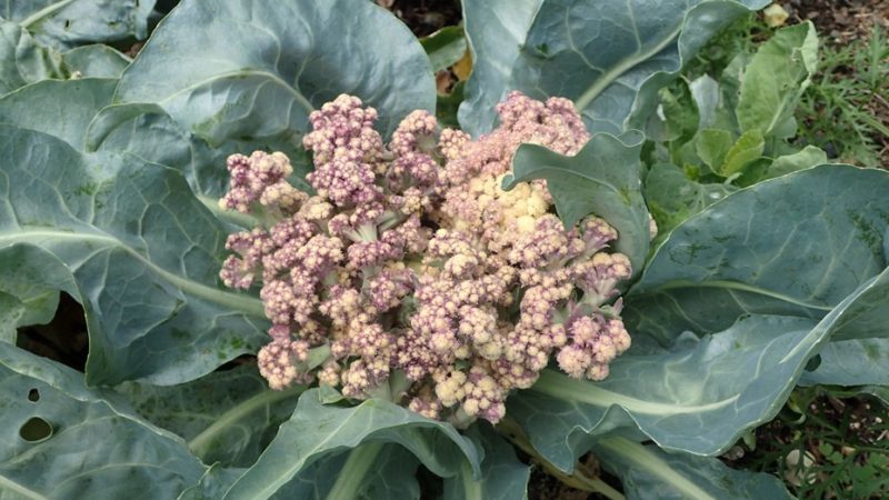 Blumenkohl bindet nicht auf freiem Feld: warum es passiert und was zu tun ist