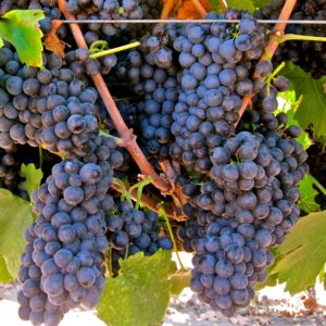 Rote Traube Hybrid Pinotage