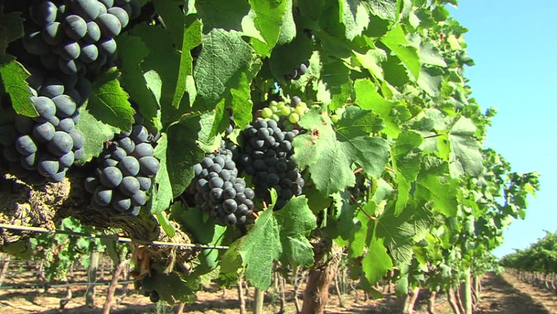 Rote Traube Hybrid Pinotage